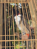 Hoàng Long