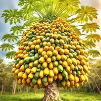 Anh Dung