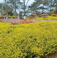 Lùi Về Phía Sau