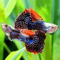 Gà Đá CùI BấP