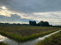 Nguyễn Nguyễn