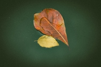 Cẩm lủ