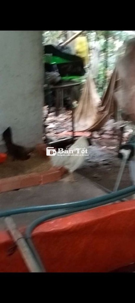 Bán gà tre màu siêu mỹ. Đa rớt trứng so