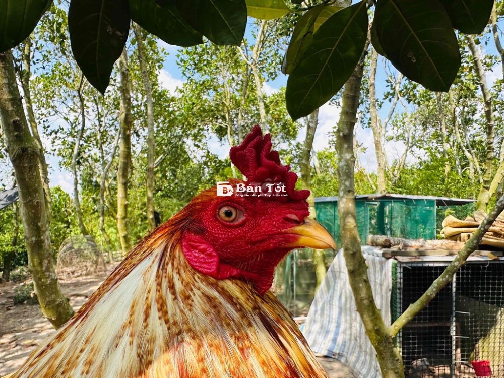 Cứu chân xanh 3kg1 tay 1 trây bươi