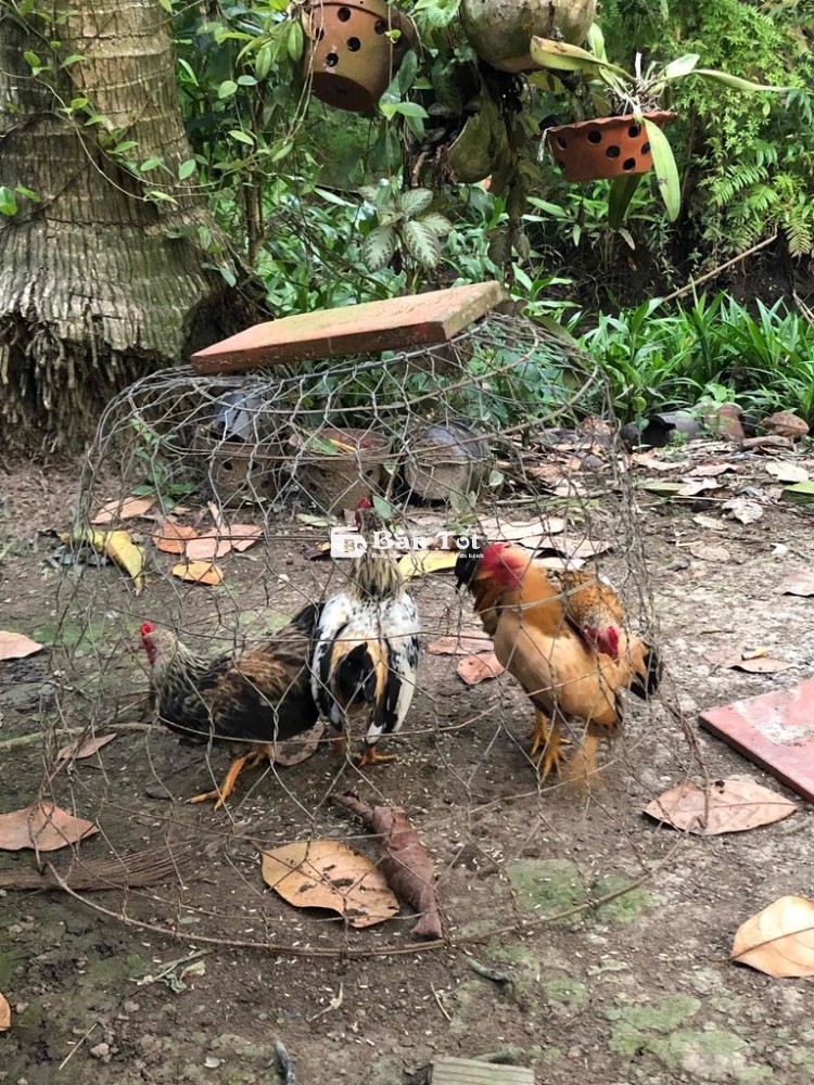 tre bắc