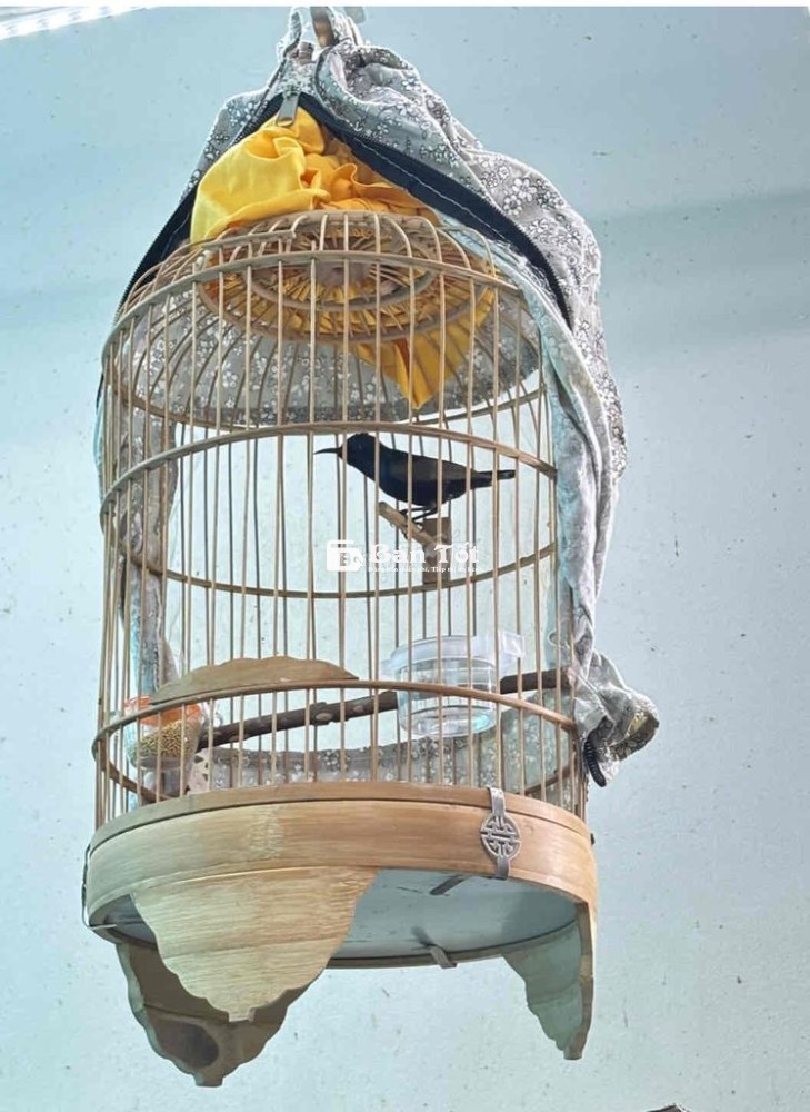 cả bộ họng đen