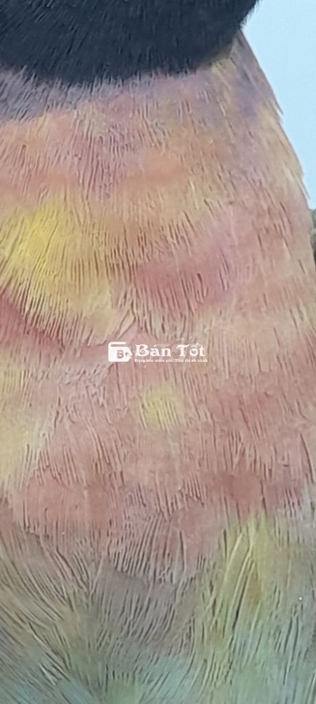 Gl mi hay khuớu