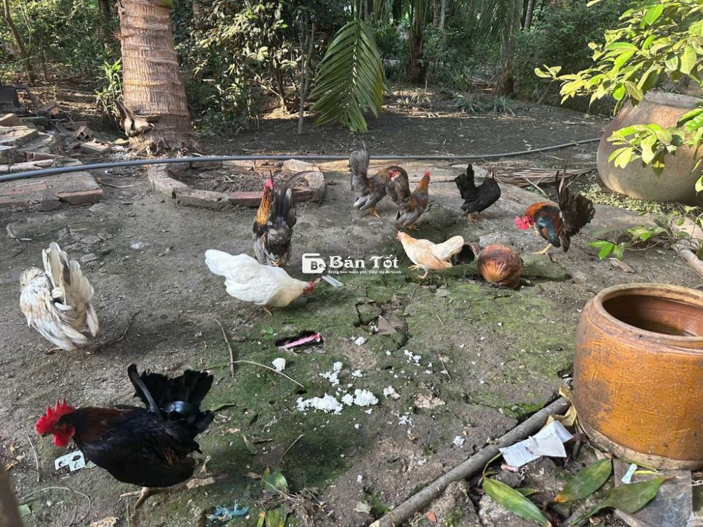 Bán gà Serama thuần giống nhập khẩu Malaysia  