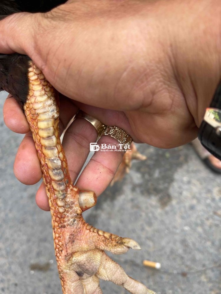 Hue Đuôi Lao Hiện 2K9 Lông Mới Tay Tốt  