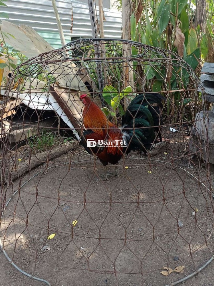 Gà Xanh 1kg260 Siêu Mỹ - Tơ Zin 7th - Gà Nhà Cản Đã Cự  