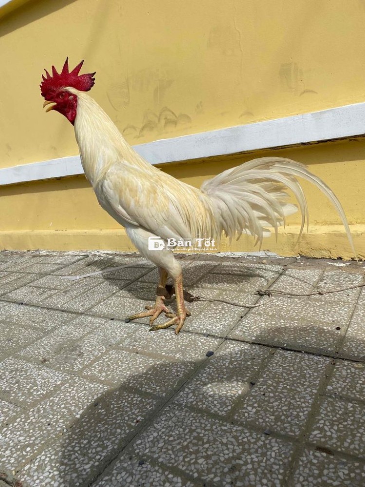 mỹ thái 2kg5 ae hợp nhãn liên hệ