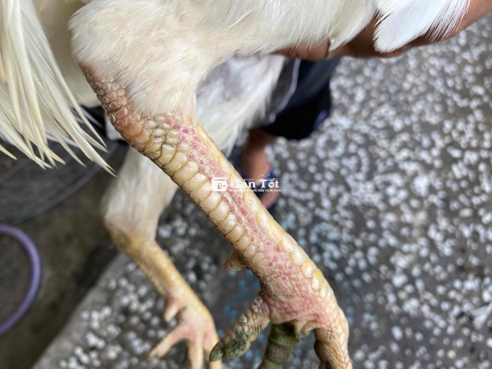 mỹ thái 2kg5 ae hợp nhãn liên hệ