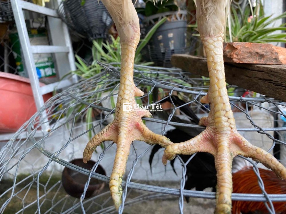 mỹ thái 2kg5 ae hợp nhãn liên hệ