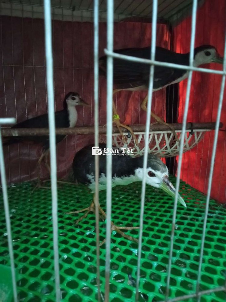 Chim Quốc cám cứng cần bảo tồn.