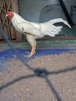 gà đá cao lãnh