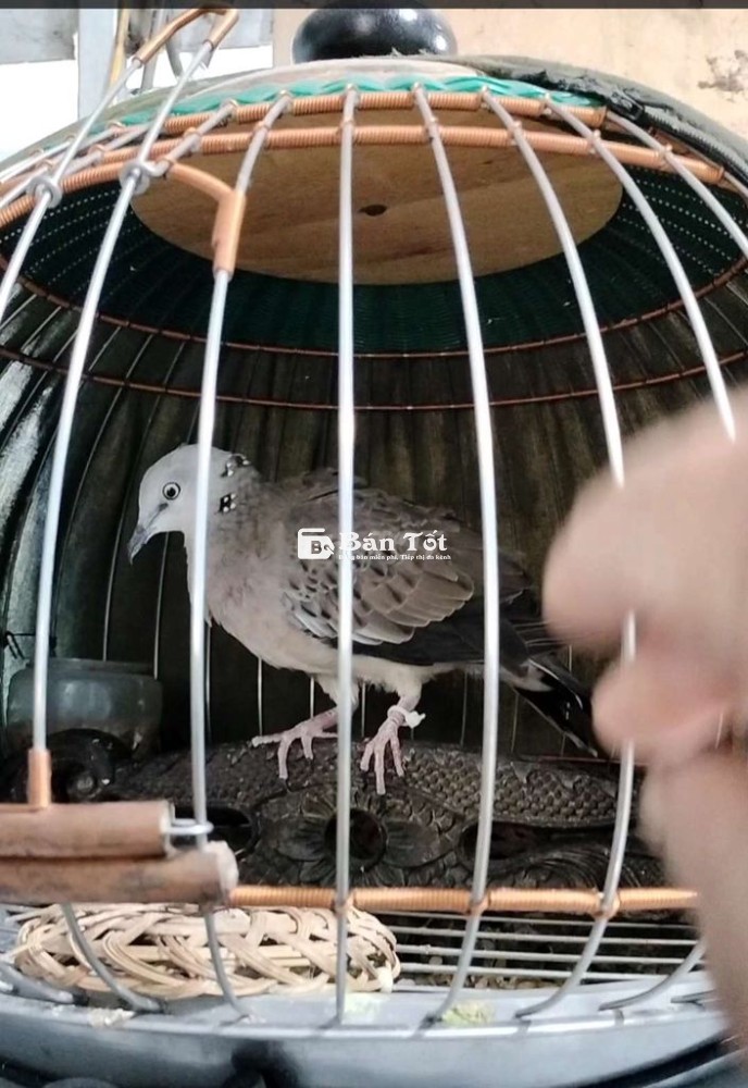 Cần Bán 2 Em Cu Gáy - Chim Lẻ, Mẹ Còi Việt  