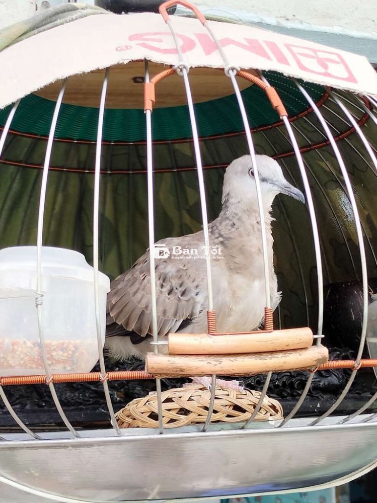 Cần Bán 2 Em Cu Gáy - Chim Lẻ, Mẹ Còi Việt  