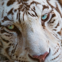 Lê Khánh 