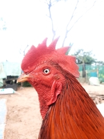 Gaco