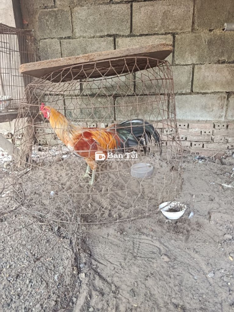 Gà nòi vàng