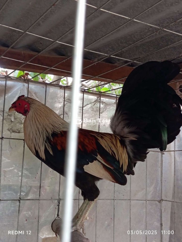 Chuối Chân Xanh – Lên Cho AE Con Gà Tơ Mới Nhốt Còn Nhát  