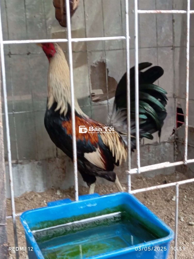 Chuối Chân Xanh – Lên Cho AE Con Gà Tơ Mới Nhốt Còn Nhát  