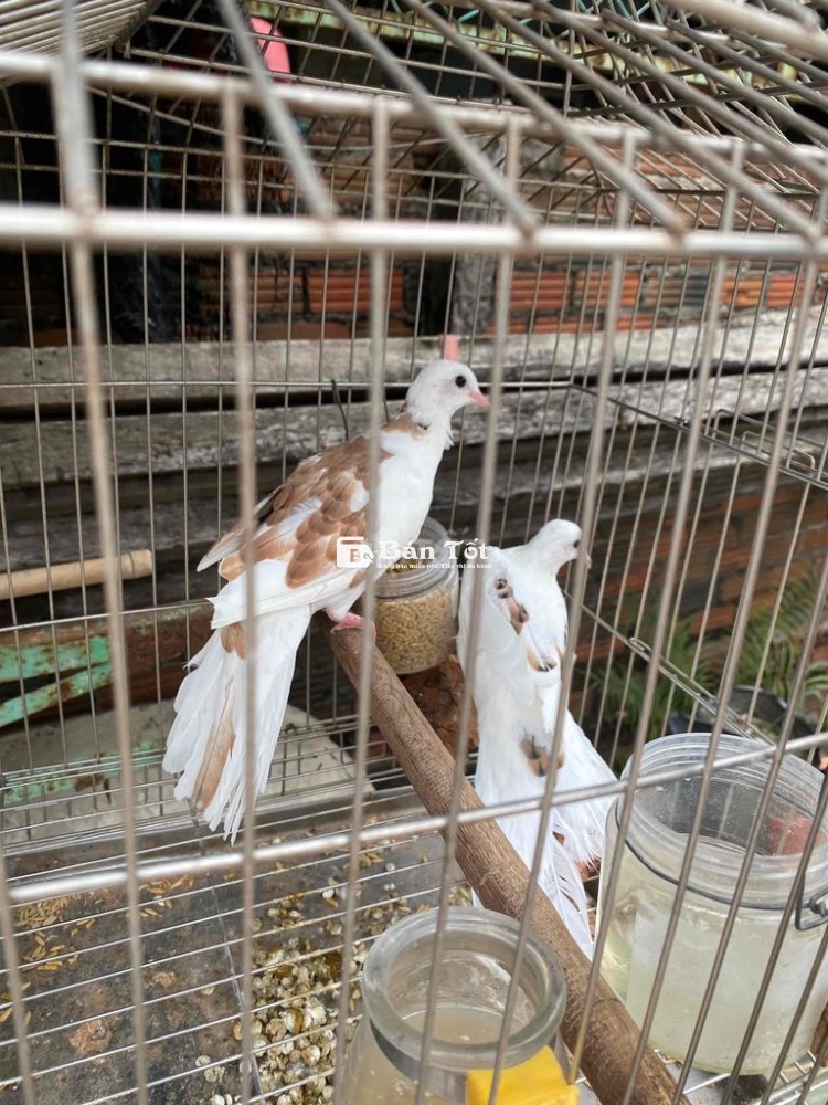 Cặp cu thái vân hoa zin cho ae nuôi sinh sinh sản  