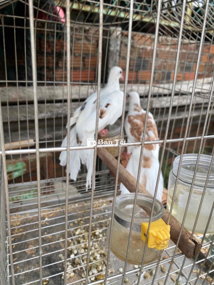 Cặp cu thái vân hoa zin cho ae nuôi sinh sinh sản  
