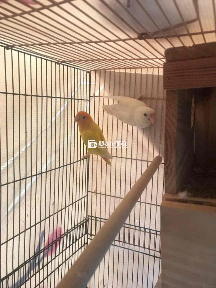 Vẹt Lovebird trống đầu đỏ thân vàng bao cồ - Màu sắc tuyệt đẹp, chăm con giỏi