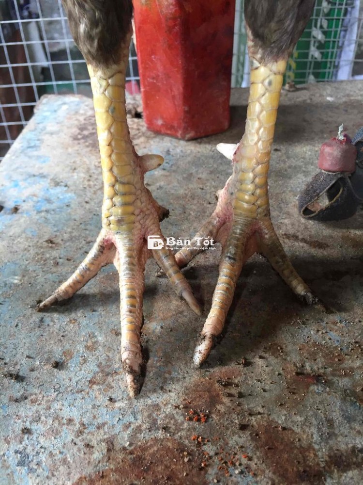 2k2 Tóc Độ Tay Tốt Long Mới - Ae Nhìn Gà Tự Đánh Giá  