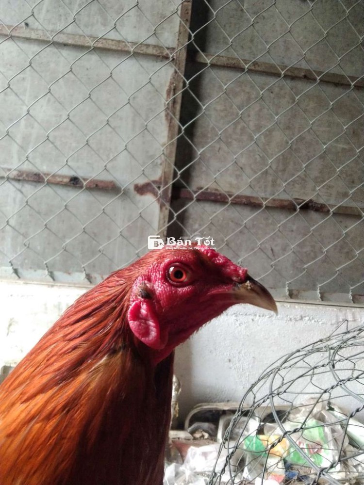 Gà Đá F1 1kg3 - Ăn 1 Cái, Tiền Bao AE, Thua Đủ Điểm  