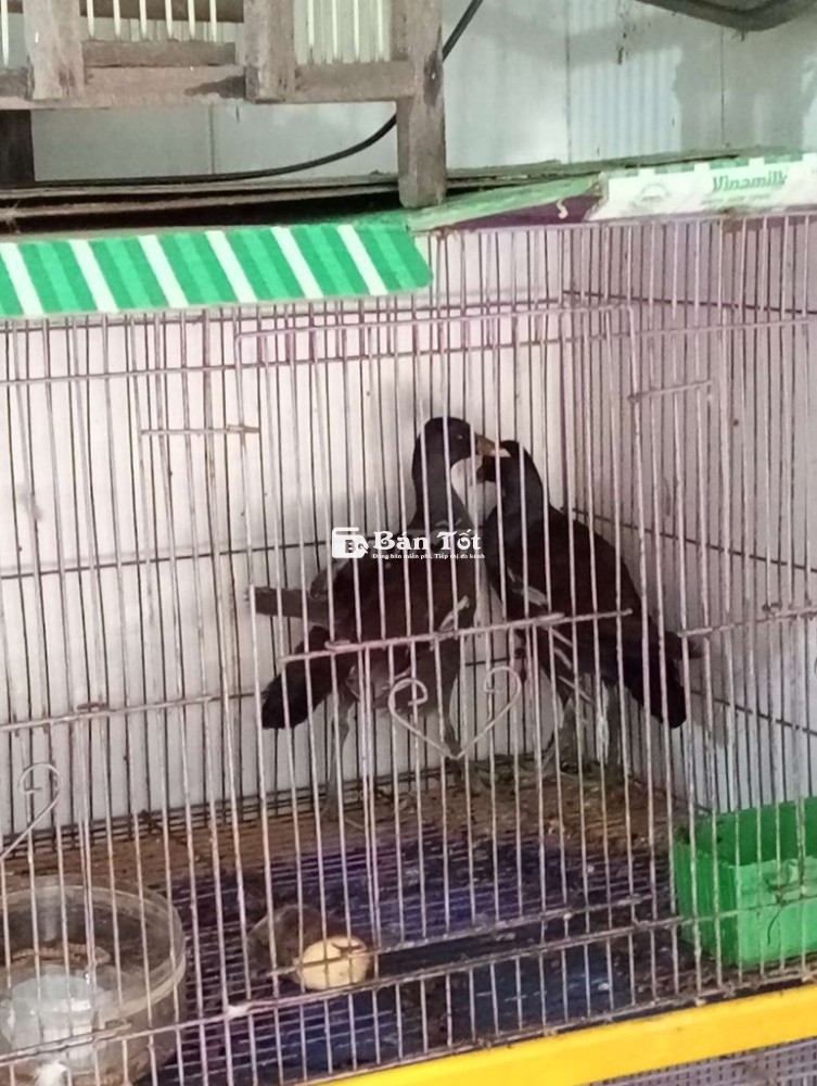 Cặp trích ré chất lượng, giá tốt cho anh em đam mê