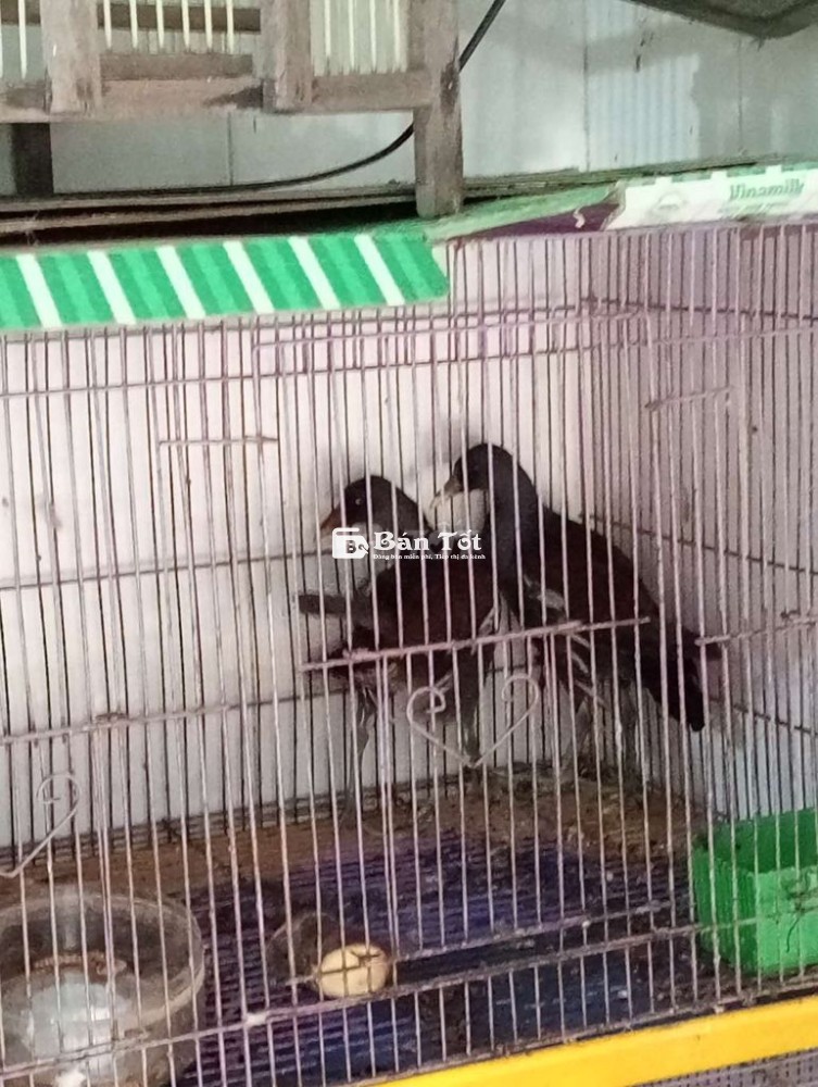 Cặp trích ré chất lượng, giá tốt cho anh em đam mê