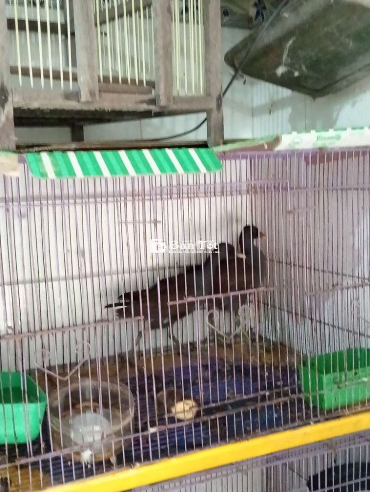 Cặp trích ré chất lượng, giá tốt cho anh em đam mê
