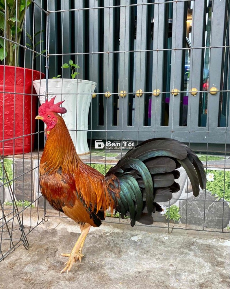 Vàng cuban lai trạg 1kg30000