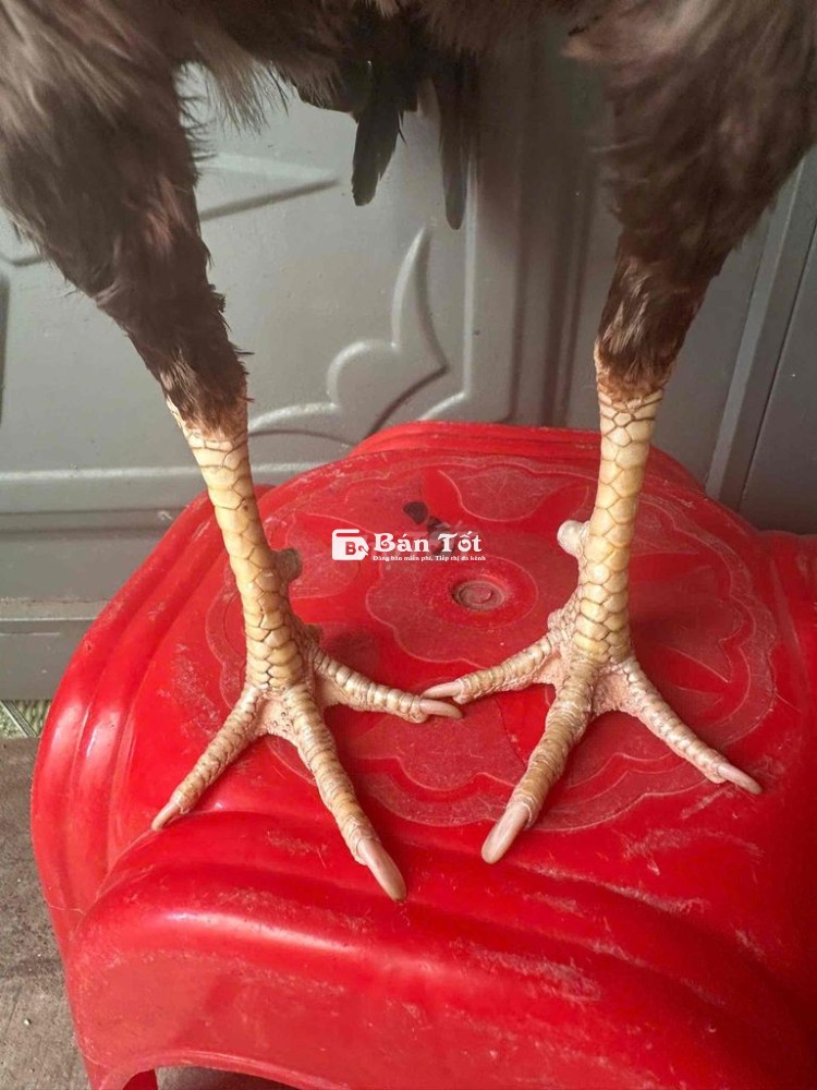 điều 1kg2 thua