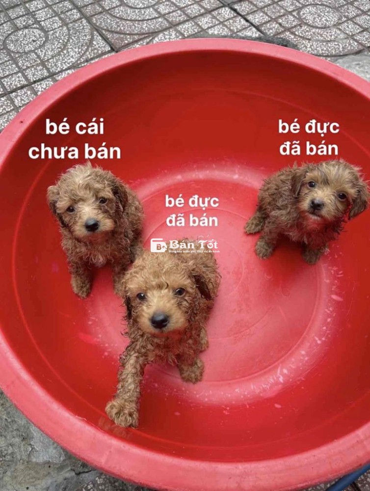 bé Poodle nhà đẻ - gen tốt - Siêu khoẻ mạnh