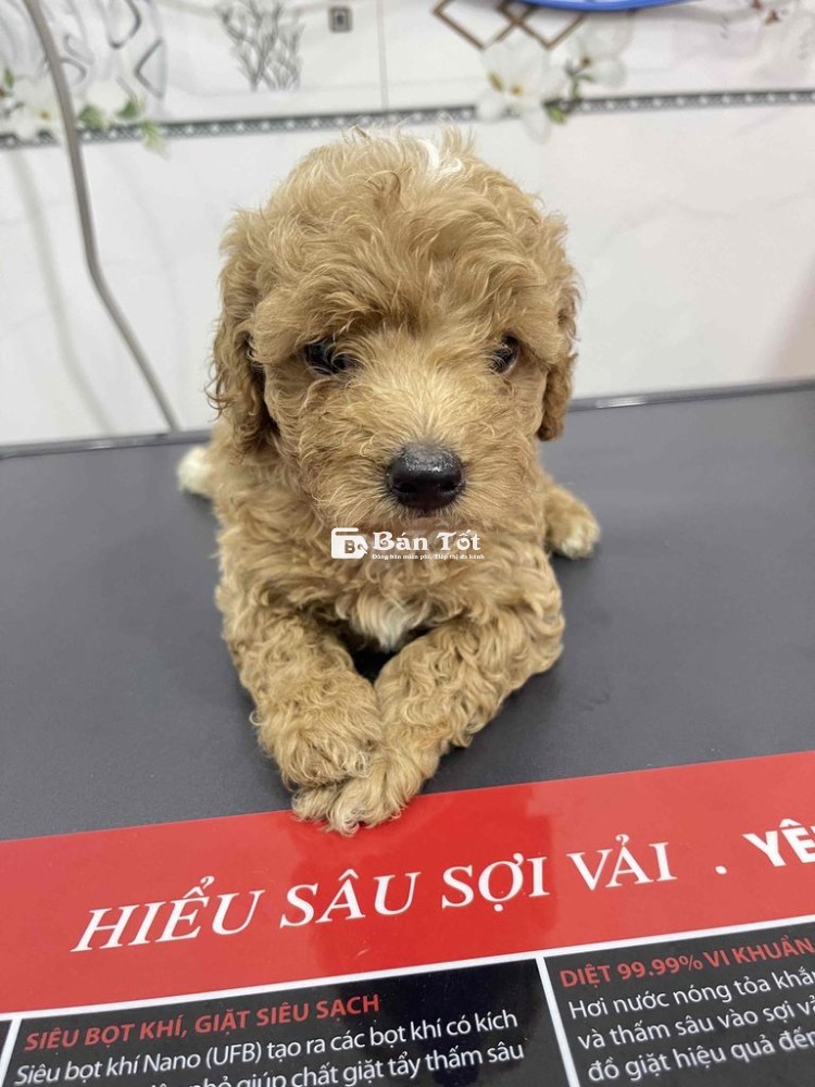 bé Poodle nhà đẻ - gen tốt - Siêu khoẻ mạnh
