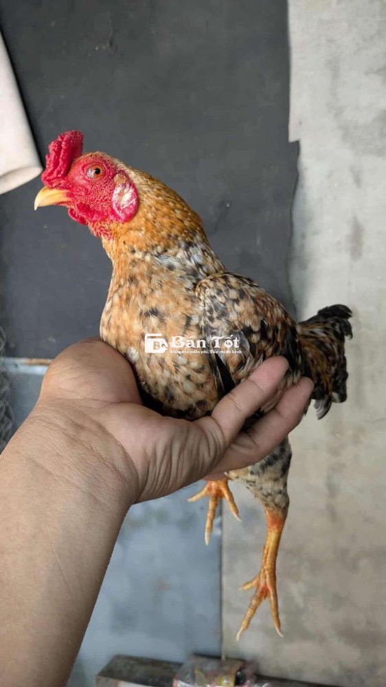 Gà Tre Bắc Đảm Bảo Chất Lượng, Đầu Tư Đúng Đắn