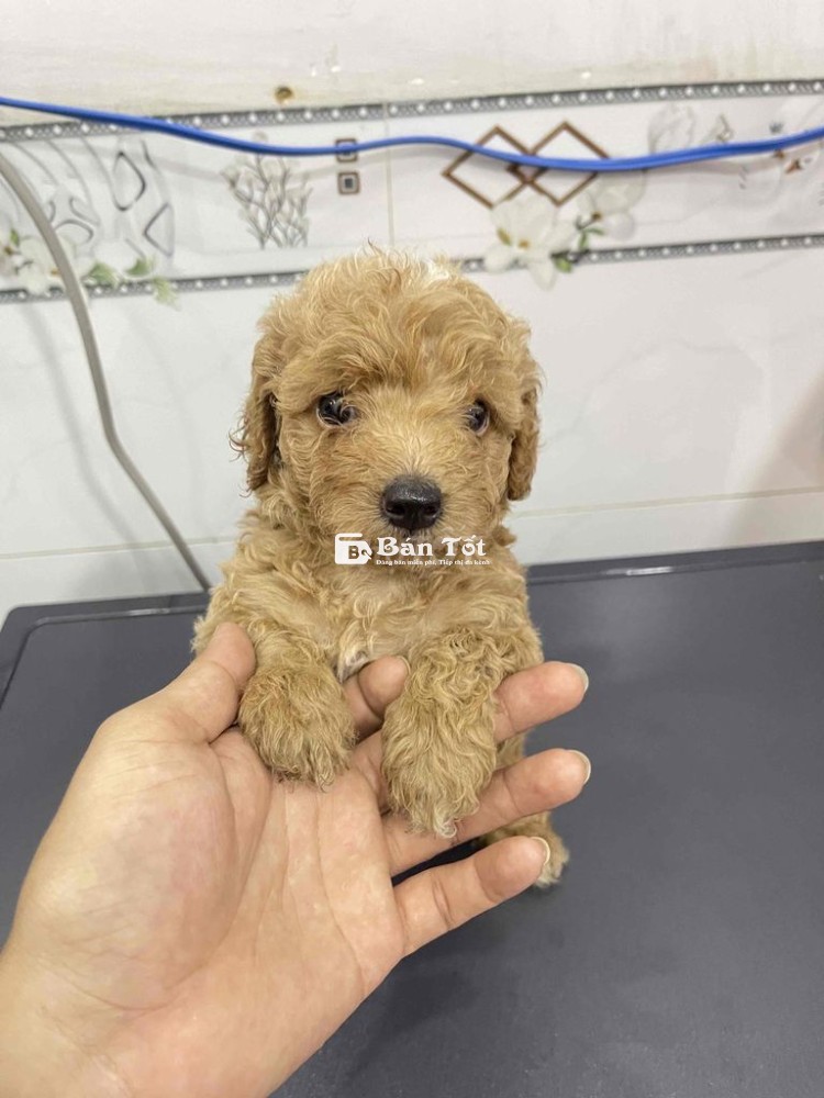 bé Poodle nhà đẻ - gen tốt - Siêu khoẻ mạnh