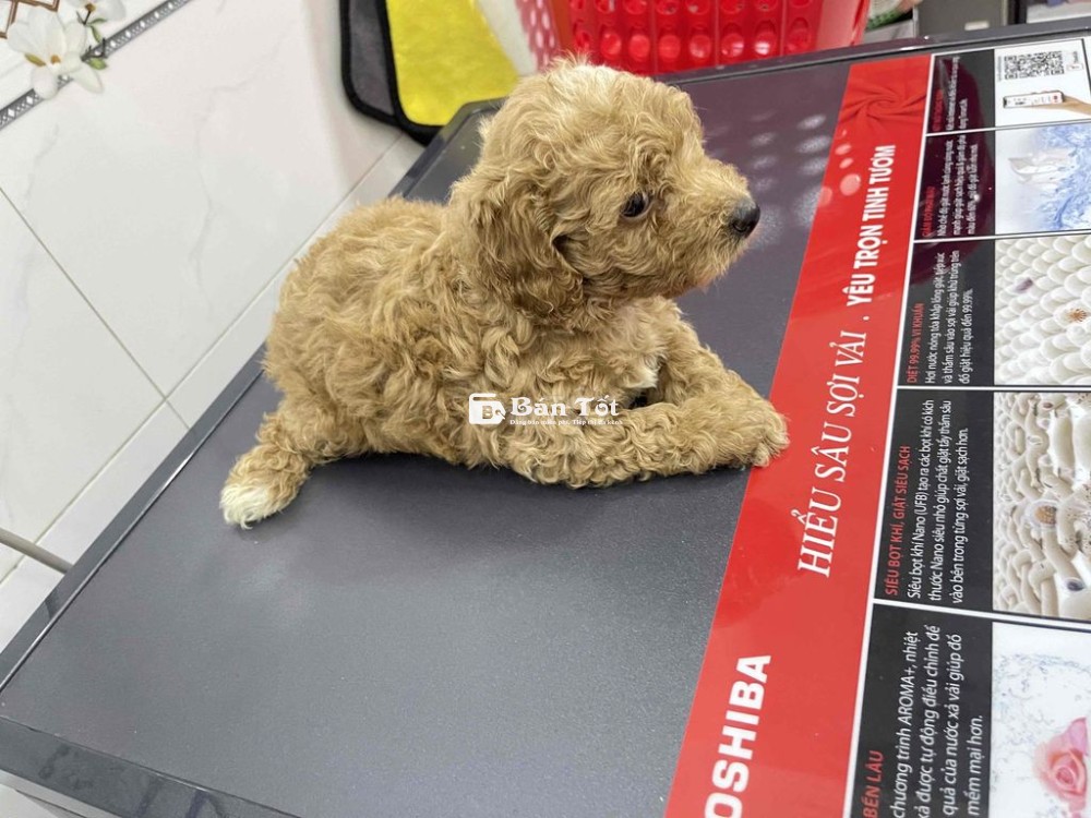 bé Poodle nhà đẻ - gen tốt - Siêu khoẻ mạnh