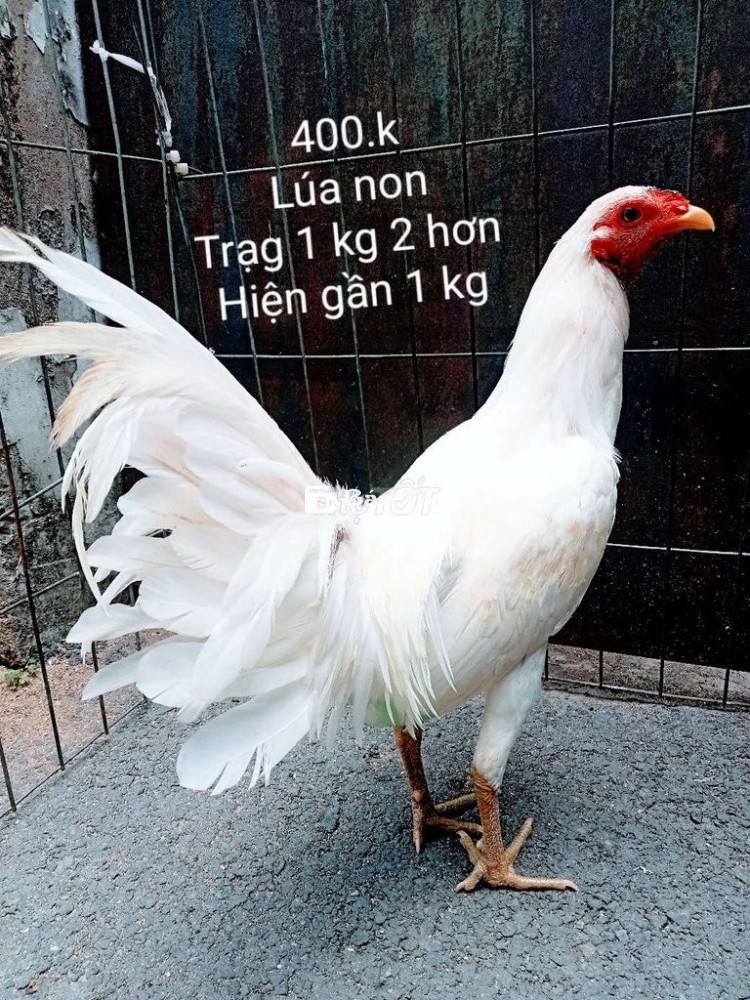 Lúa non trạng trên 1 kg 2 hiện gần 1 kg