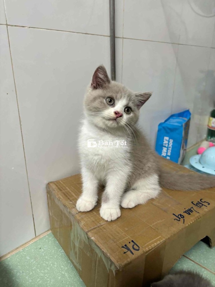 Mèo Anh Lông Ngắn Bililac