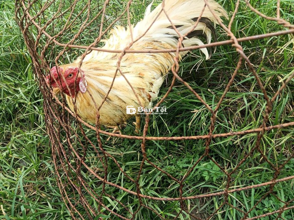 1 cặp gà bướm ae cãn mái