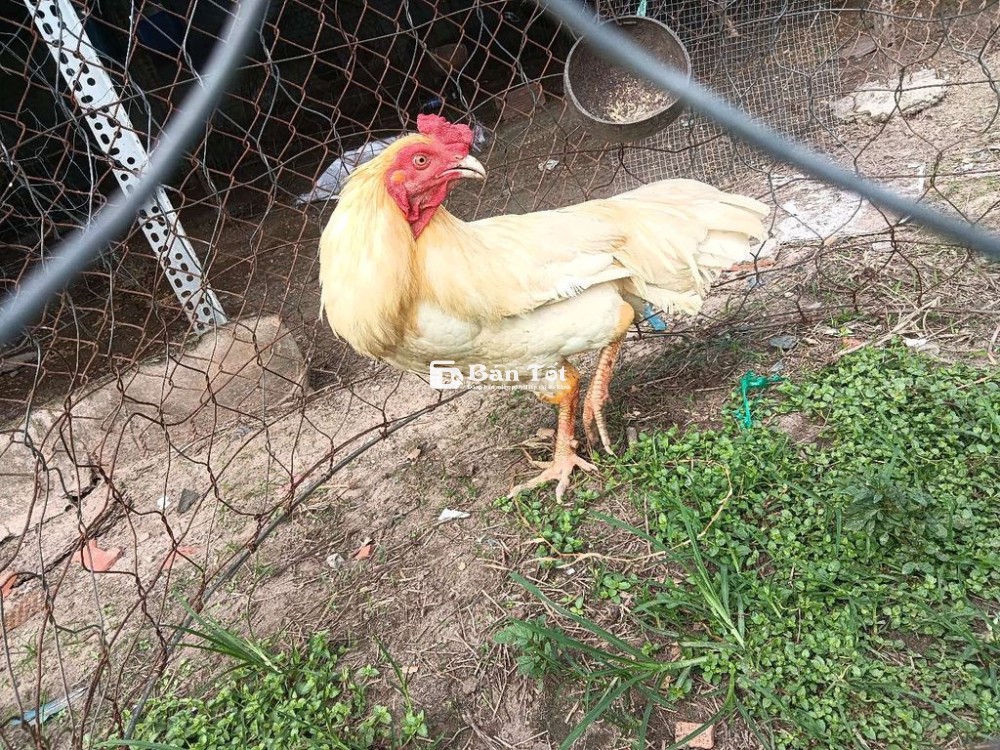 1 cặp gà bướm ae cãn mái