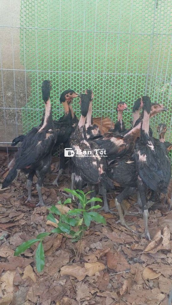 Gà Đòn Nhỏ Cần Chủ Mới