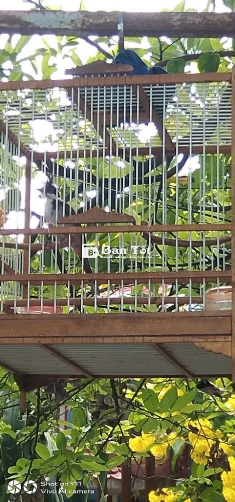 Mới bẫy dính