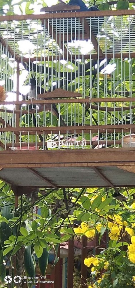 Mới bẫy dính