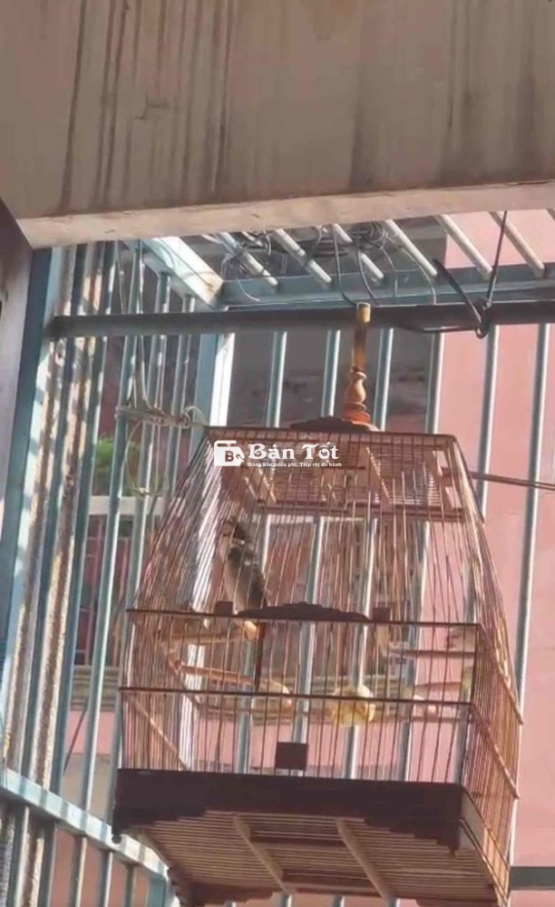 lồng chào mào sin đấu fom cao