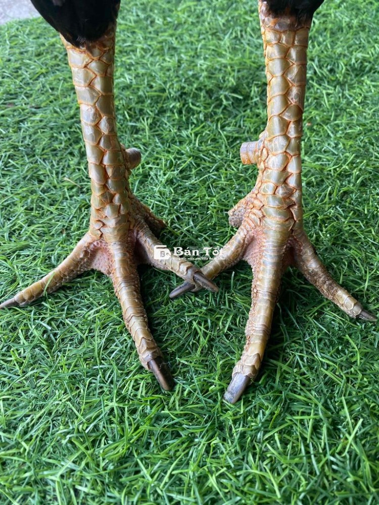 3ki tay ok mùa lở mới bắt vào..